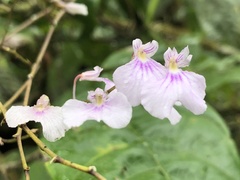 Ionopsis utricularioides