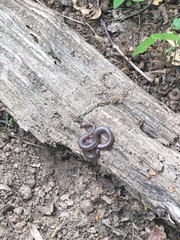 Carphophis amoenus amoenus