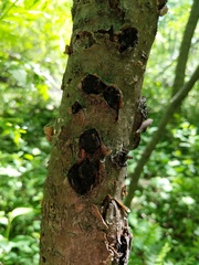 Biscogniauxia repanda