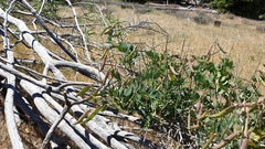 Lathyrus vestitus alefeldii