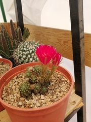 Lobivia arachnacantha