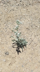 Oreocarya hoffmannii