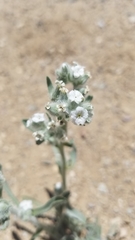 Oreocarya hoffmannii