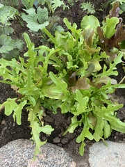 Lactuca sativa