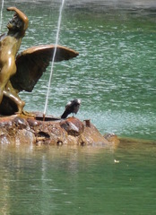 Corvus cornix