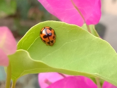 Coelophora inaequalis