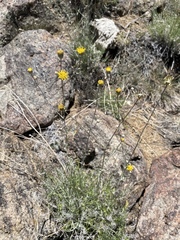 Hymenopappus filifolius megacephalus