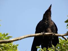 Corvus macrorhynchos