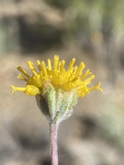 Hymenopappus filifolius megacephalus