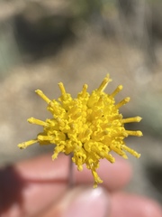 Hymenopappus filifolius megacephalus
