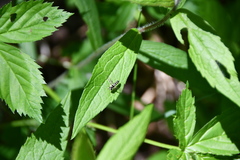 Sphaerophoria novaeangliae