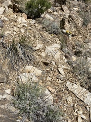 Hymenopappus filifolius megacephalus