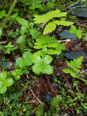 Galium kamtschaticum