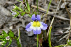 Porterella
