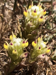 Castilleja ambigua insalutata