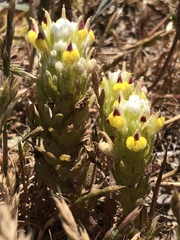 Castilleja ambigua insalutata