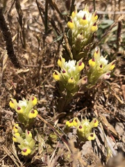Castilleja ambigua insalutata