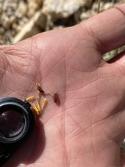 Thelesperma subnudum