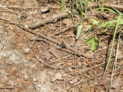 Hemipenthes seminiger