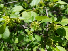 Hemipenthes seminiger