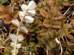 Argentina anserinoides