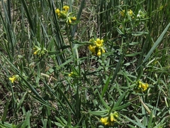 Lithospermum multiflorum