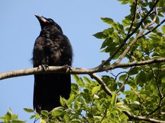 Corvus macrorhynchos