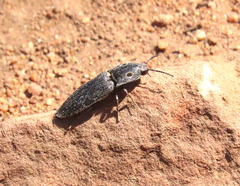 Alaus melanops