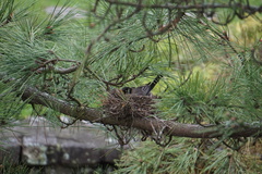 Turdus migratorius