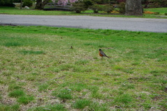 Turdus migratorius