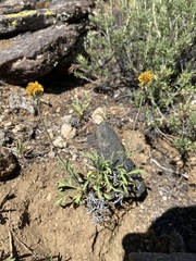 Thelesperma subnudum