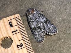 Acronicta rubricoma