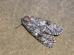 Acronicta rubricoma