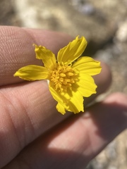 Thelesperma subnudum