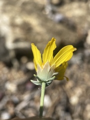 Thelesperma subnudum