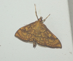 Anania verbascalis