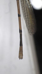 Argia fumipennis
