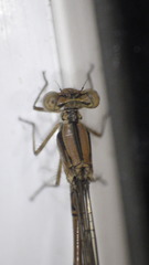 Argia fumipennis