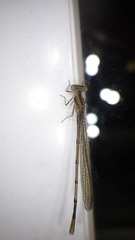 Argia fumipennis