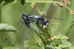Leucorrhinia frigida