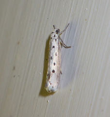 Ethmia terminella