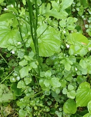 Cardamine umbellata
