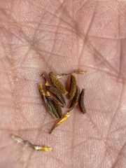 Thelesperma subnudum