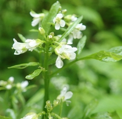 Cardamine umbellata