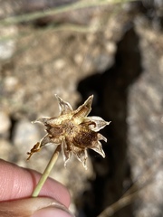 Thelesperma subnudum