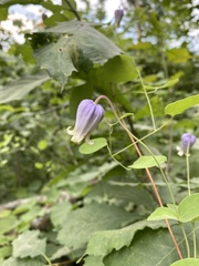 Clematis versicolor