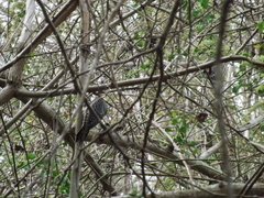Melanerpes chrysogenys