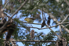 Vireo gundlachii
