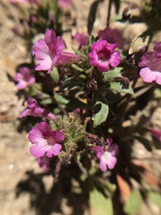 Diplacus constrictus