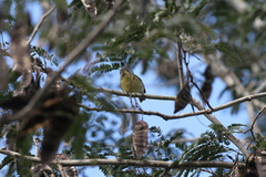 Vireo gundlachii